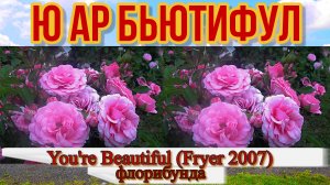 Роза Ю ар бьютифул (Флорибунда) - You're Beautiful (Fryer 2007)