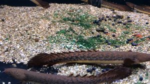 Полиптерус тужеля