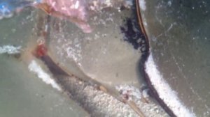 Horseshoe crab laying eggs