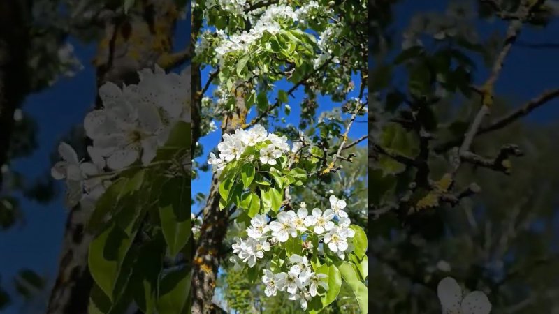 Цветение груши. Груши на даче. Дачные будни.