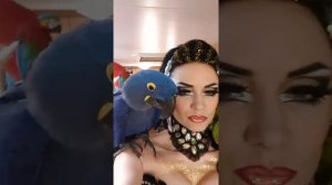 Наше финальное шоу в этом необычном году!) Гиацинтовый Ара. Какаду,Попугай ара,попугай Соломон