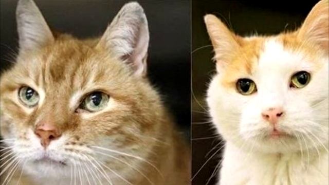 Женщина взяла кота из приюта, а на следующий день прибежала с ним назад! смотреть онлайн