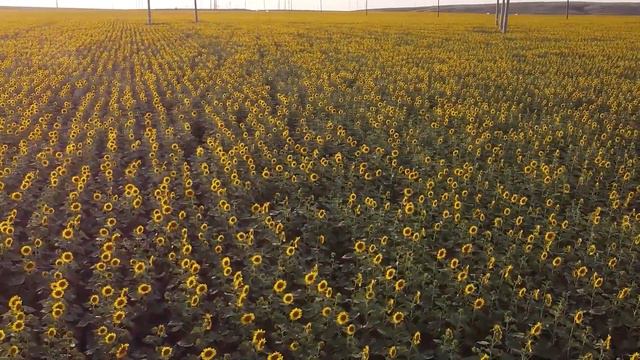 Relaxing Music For Positive Feelings & Energy Stress Relief, Meditation with Sunflower смотреть онлайн