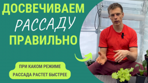 Как досвечивать рассаду? При таком режиме рассада растет быстрее!