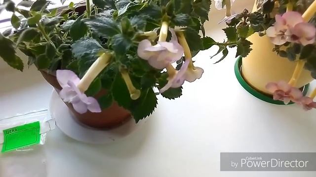 АХИМЕНЕСЫ - МОИ ЦВЕТЫ - ФАВОРИТЫ!!!/ КОМНАТНЫЕ ЦВЕТЫ. смотреть онлайн