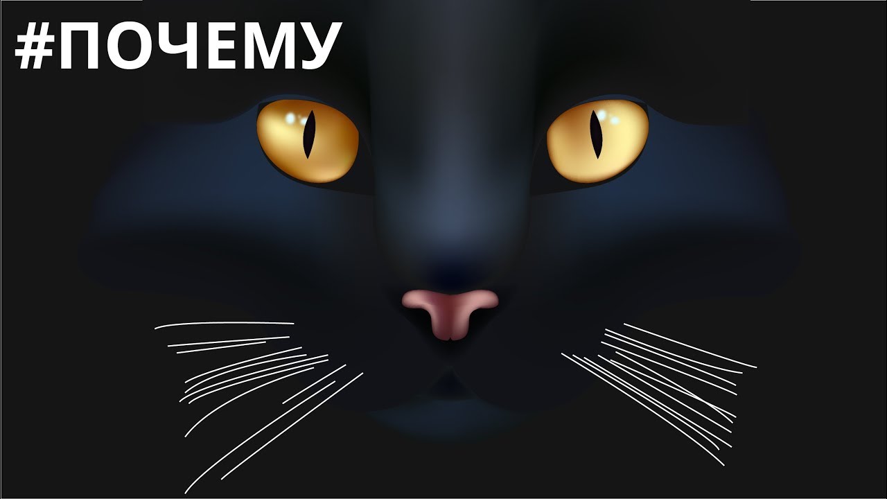 Почему у Кошек Вертикальные Зрачки❓❗Просто о Сложном для Всей Семьи. Наука и Факты для Школьнико смотреть онлайн