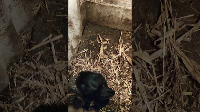 Немного о нутрия.Что нового в хозяйстве.10.03.23 смотреть онлайн