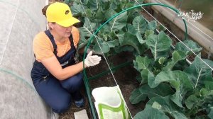 Капуста в июне: подкормка для быстрого  роста  после высадки в открытый грунт.