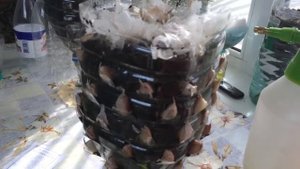 чеснок на фитиле, подсадка укропа.