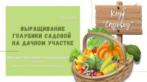 Лекция Дмитрия Николаевича Сковородникова "Выращивание голубики садовой на дачном участке"