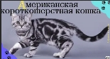 Алфавит в 4 лапы/А: Американская короткошерстная кошка/История породы/характер/отличительные черты/