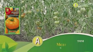 Семена: Аэлита Томат Медовый гигант - Дачные уроки профессора Мамедова