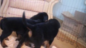 щенки германия продажа