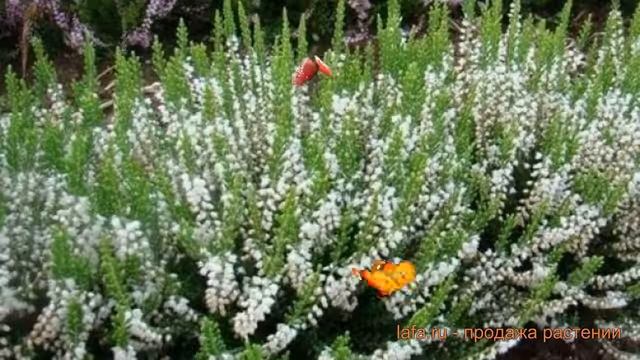 Вереск обыкновенный Элегант Перл ? Элегант Перл обзор: как сажать, саженцы вереска Элегант Перл смотреть онлайн