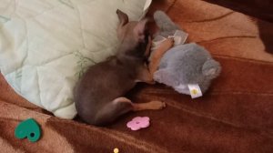 той терьер как ребенок, русский той, Девочка той терьер