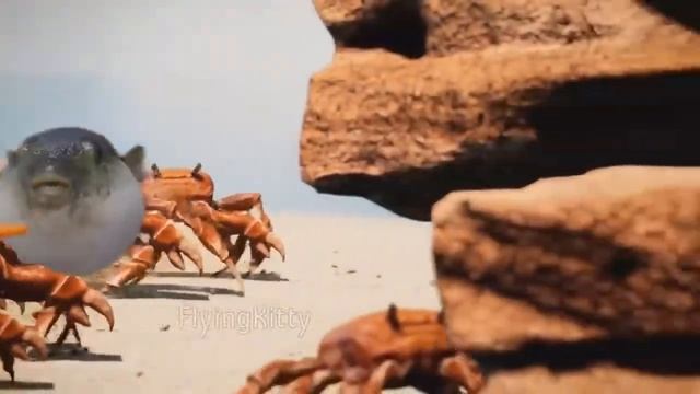 Смешной мем про Рыбу Фугу смотреть онлайн