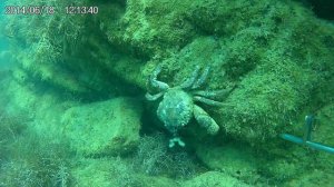 Подводная охота в Архипо-Осиповке