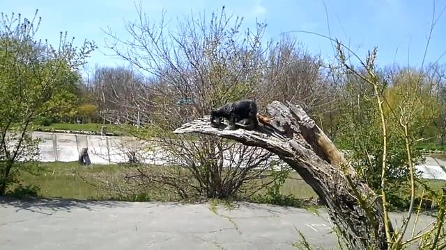 Цверг Лаки берет барьер смотреть онлайн