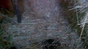 МУСКУСНЫЕ УТКИ И ИХ ХИТРЫЕ ПОВАДКИ! ГДЕ УТКИ ПРЯЧУТ ЯЙЦА, И ГДЕ ДЕЛАЮТ ГНЕЗДА?