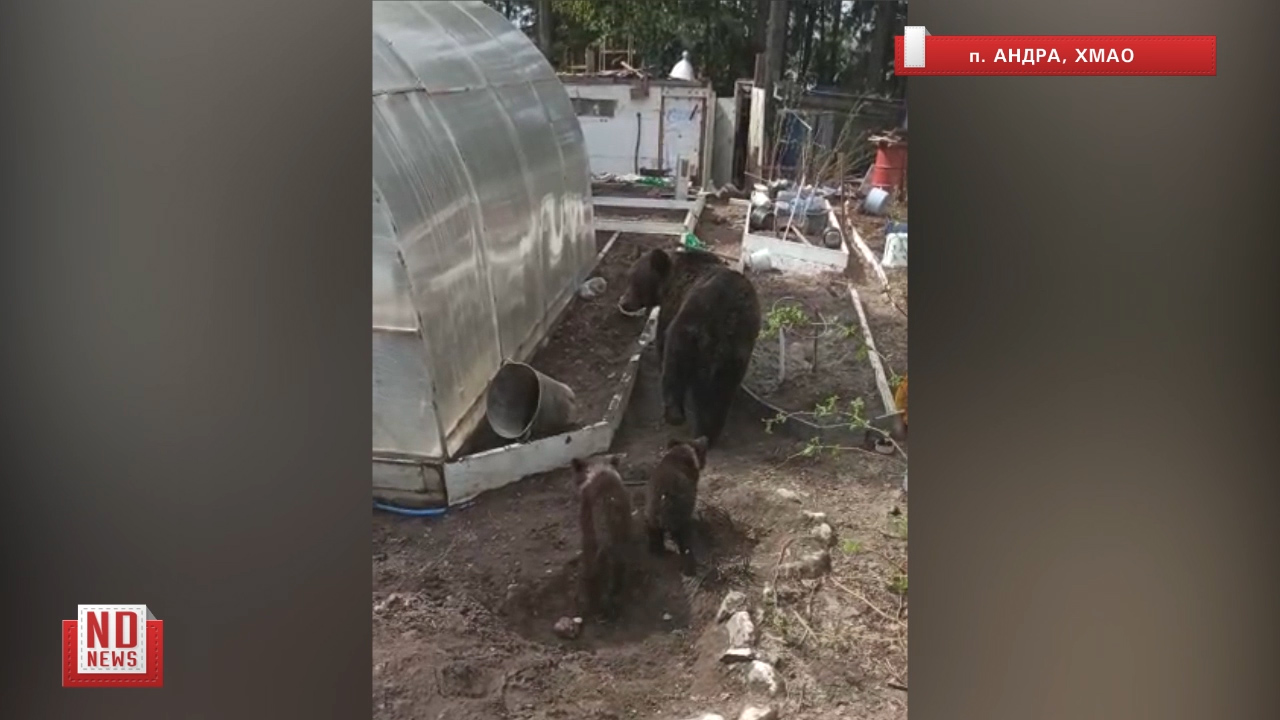 Медведица и медвежата покидают огород, отоспавшись после завтрака курами