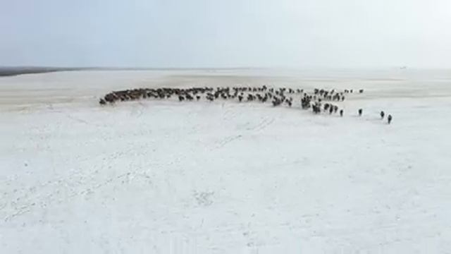 ООО Привольное