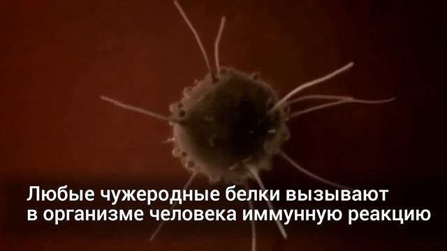 Плесень  причины появления и применение в медицине