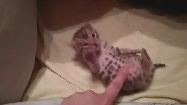 Бенгальские коты