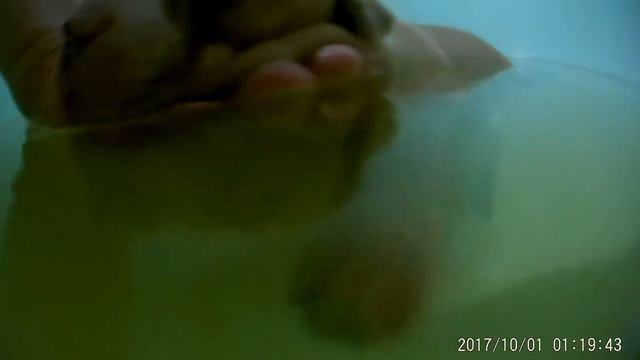 Кобель АСТ 18 дней: первая проба плавца. смотреть онлайн