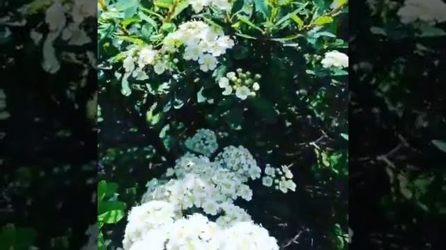 Snowmound Spirea Shrub Looks Like Snow in Spring! смотреть онлайн