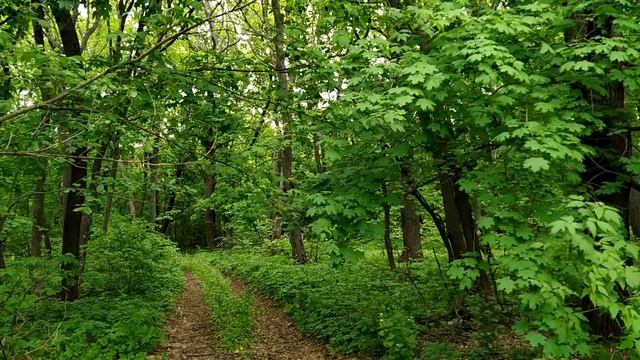 15 мая-БОРИСОВ ДЕНЬ.СОЛОВЬИНЫЙ ПРАЗДНИК.После заката нельзя делать это .Народные приметы смотреть онлайн