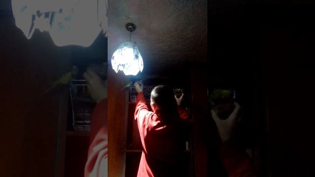 Научил попугаев почти садится наруку смотреть онлайн