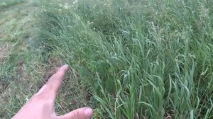 Покос высокой травы мотоблоком