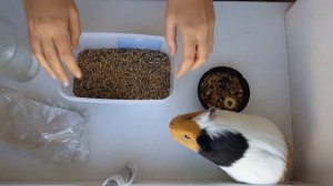 САЖАЕМ ТРАВКУ ДЛЯ МОРСКОЙ СВИНКИ/КОТА/МОРСКАЯ СВИНКА