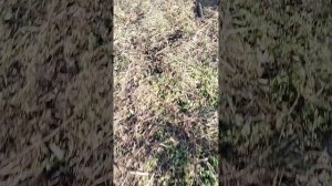 переборка пресс подборщика WELGER rp 15