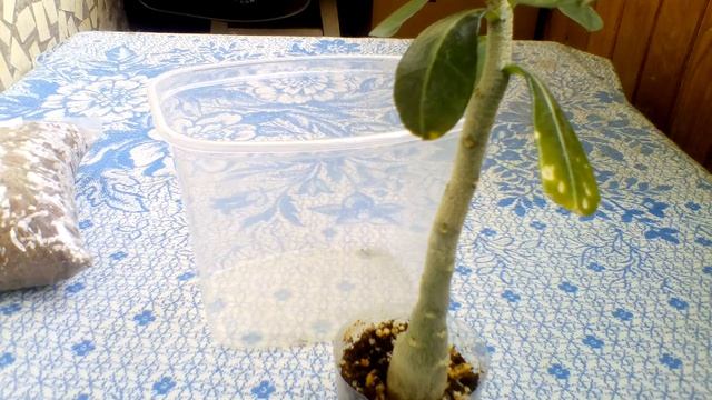 Пустынная Роза или же Адениум смотреть онлайн