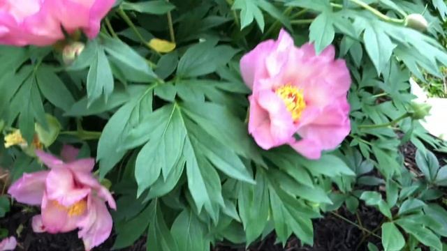 Itoh peony Takara(treasure).Beautiful Itoh peony.How it’s growing in North Texas.//Small garden смотреть онлайн