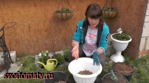 Высадка рассады цветов в кашпо