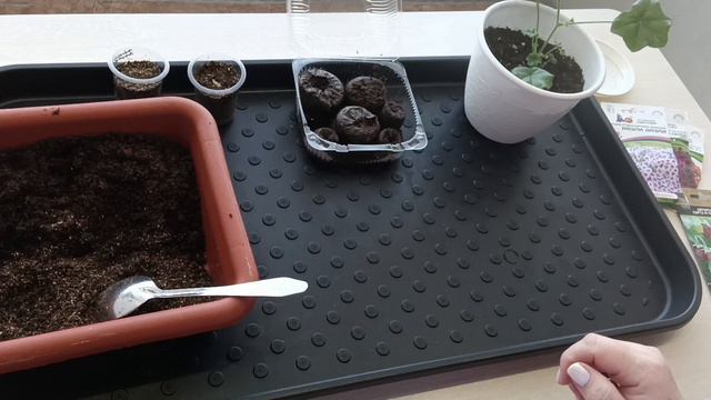 15.01.2024 г. Первые посевы. Черенкую плющелистную пеларгонию. смотреть онлайн