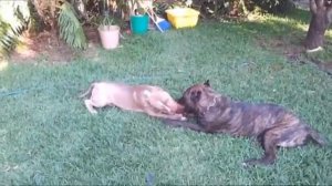 Cane Corso vs American Bully - BadAss Dogs