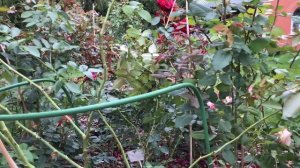 Сад роз . Что делать с розами в Сентябре.