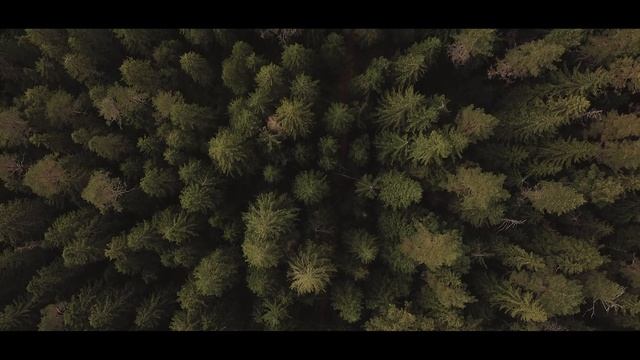 Ленинградская область | Линдуловская роща