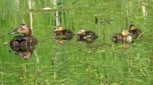 Утка с утятами красноголовый нырок, Duck with ducklings Northern Pochard