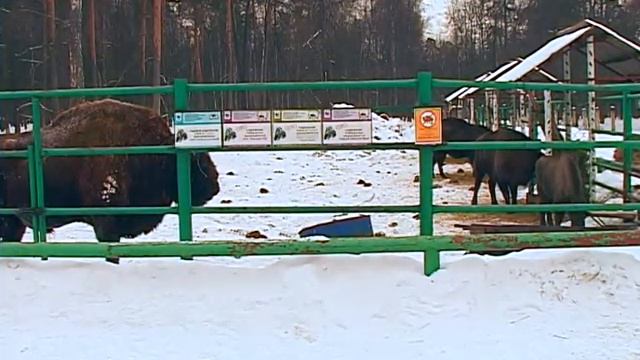 Зубровый питомник_спец смотреть онлайн