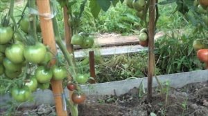 Томат Псамафа шоколадный очень урожайный вкусный. С Новым годом друзья!