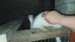 КАК ВЫВЕСТИ ЦЫПЛЯТ ПОД НАСЕДКОЙ ЗА 5 !!!! ДНЕЙ !!!!!!