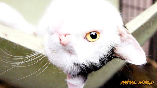 Больного ослепшего кота вернули назад в приют! Посмотрите, что произошло! смотреть онлайн