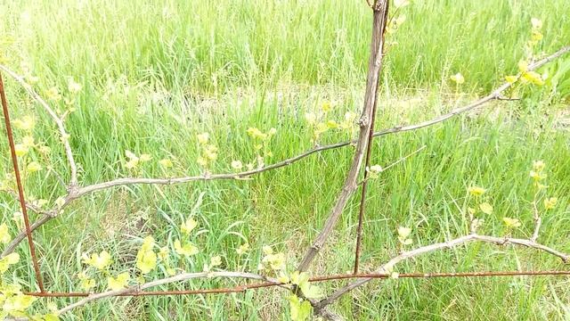 Обзор сорта винограда БЕСЕДОЧНЫЙ/ НОРМИРОВКА ВИНОГРАДА МОЛОДЫМИ ПОБЕГАМИ смотреть онлайн