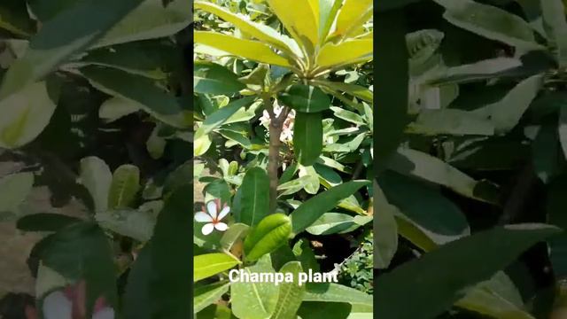 Champa plant# plumeria rubra hybrid# plant# life# bliss