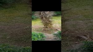 Сочи парк Ривьера