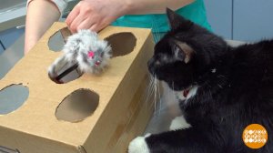 Кошки-мышки для кошки. Доброе утро. Фрагмент выпуска от 06.02.2024